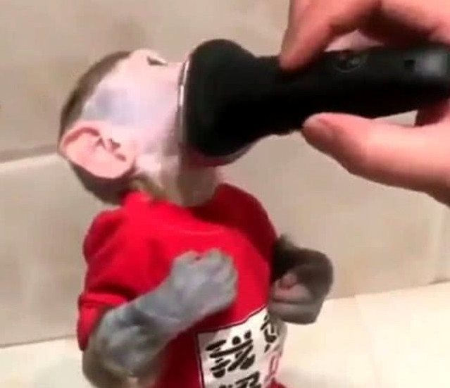 不想带猴子去店里剪发,脑洞主人就自己动手,结