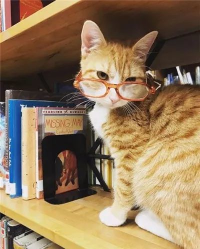 当初流浪在街边的小可怜,被人捡回家后,竟然开