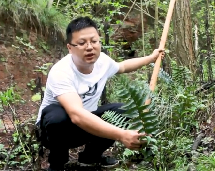 除此之外,在大山里还有很多奇怪的植物,像这种长着根的"乌鸡" ,相信