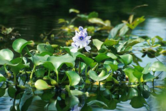 原来的入侵物种"水葫芦"现在都去哪儿了?中国人实在太