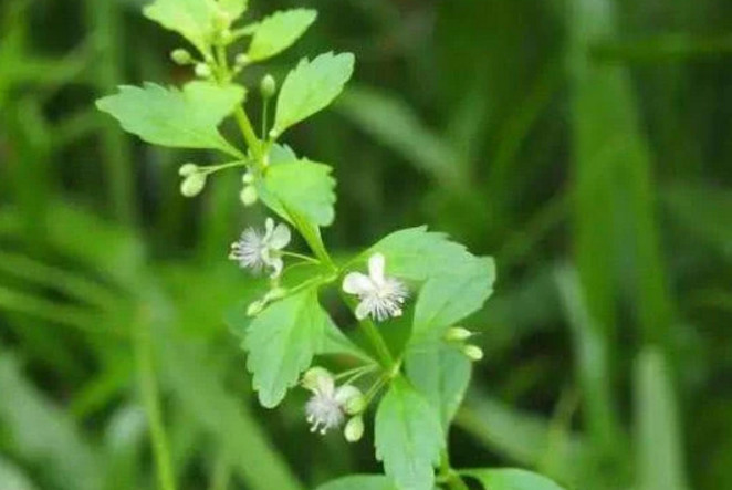 学名"冰糖草",是一种药用价值很高的野草