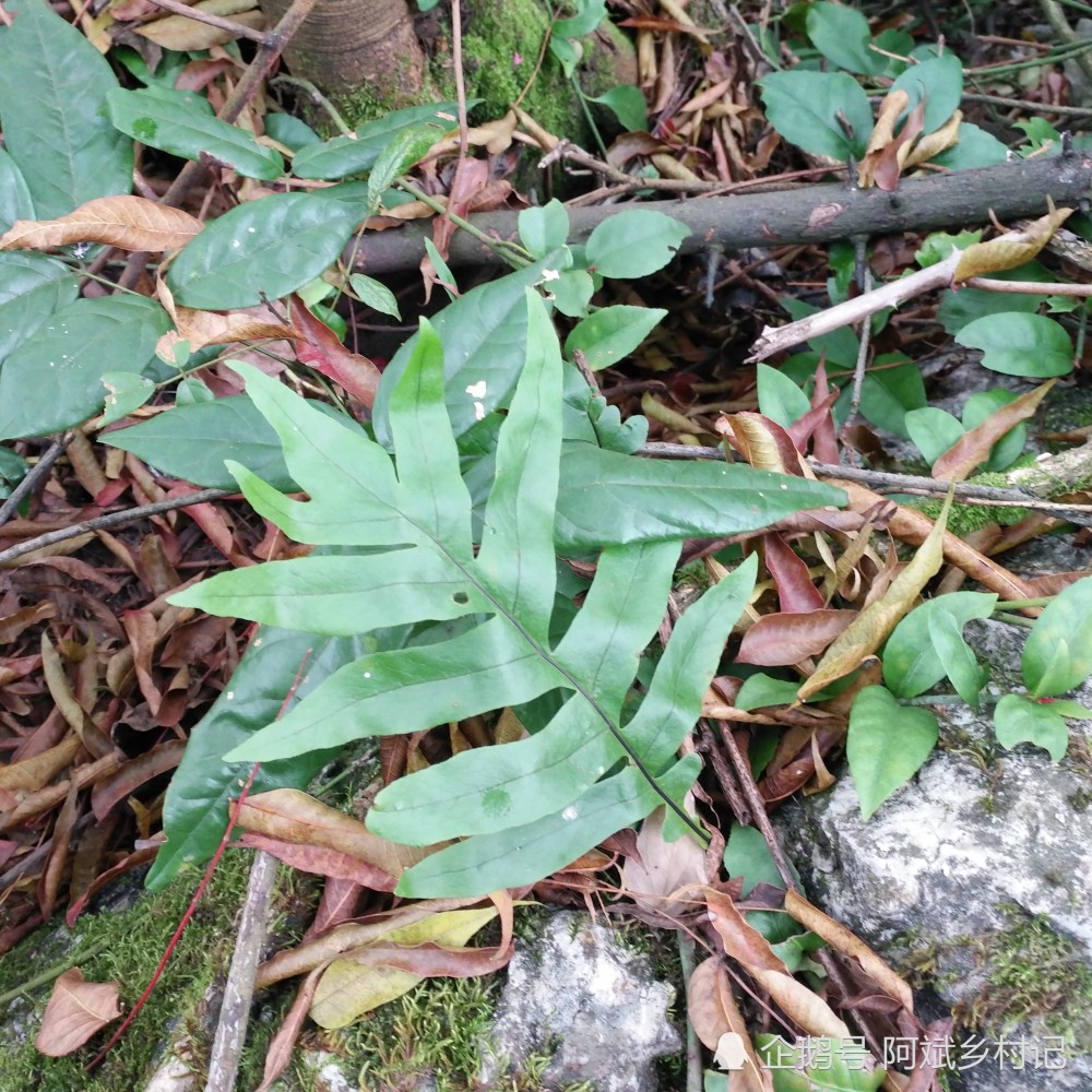 农村的大山里生长的野生植物:巴岩姜,可入药一斤几十元