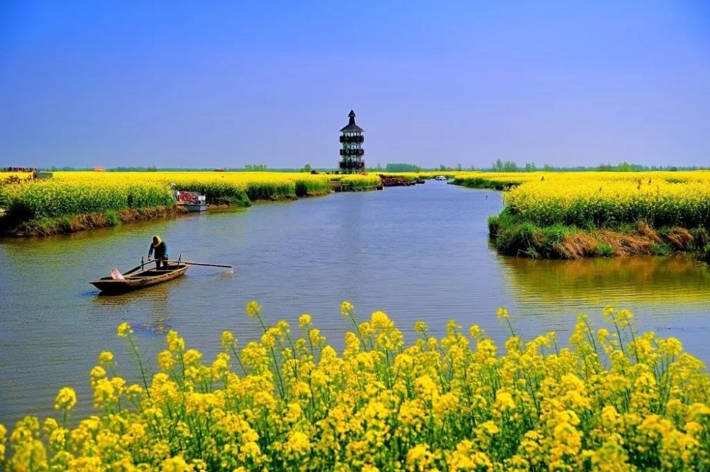 所有兴化人,央视《新闻直播间》明天将直播兴化千垛菜花美景
