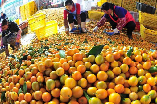 巴基斯坦水果滞销,我国一个决定让某些国家眼