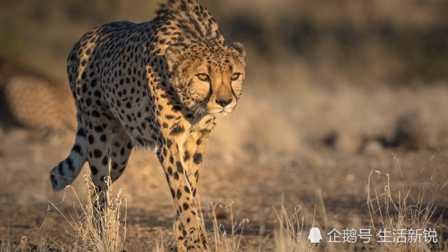 猎豹排名_猎豹简笔画