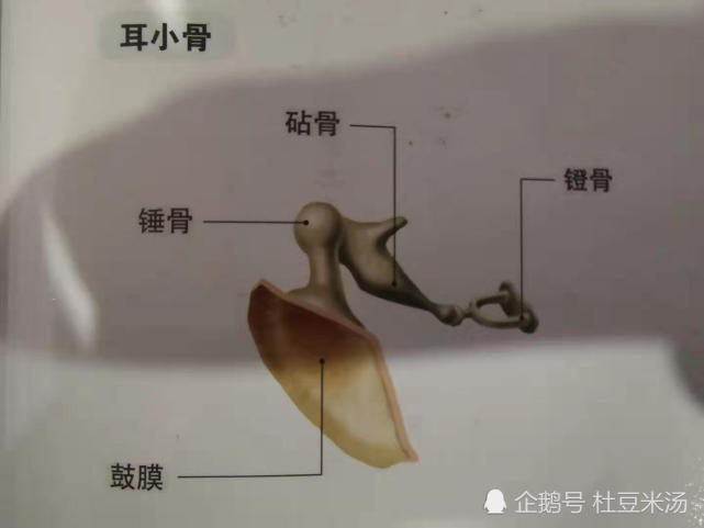 耳朵捕捉声音,维持身体平衡的器官