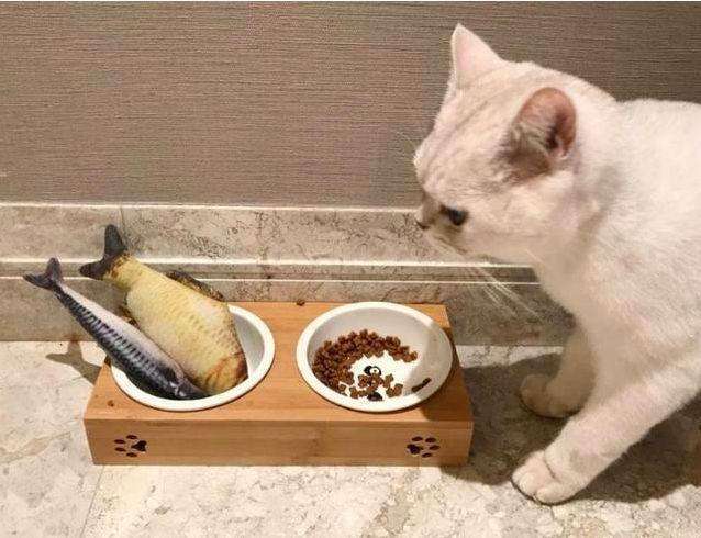 最适合人们养的猫 是雄猫还是雌猫 看点快报
