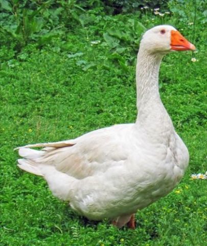 640