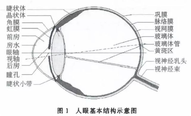 眼睛如何看世界?||趣味科学