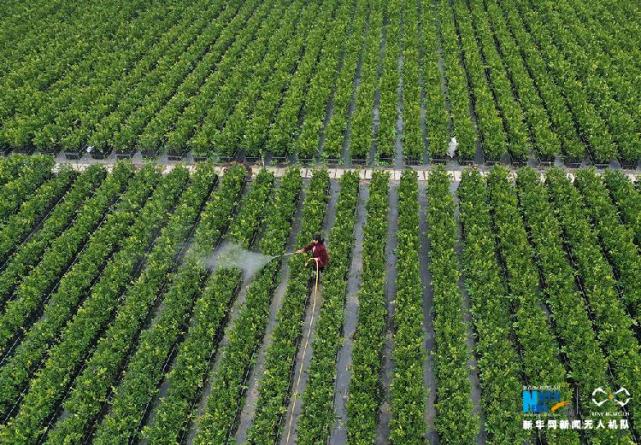 航拍重庆乡村劳作图 奏响春日田园交响曲