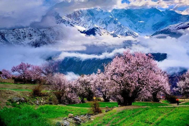 听说,2019你很招桃花
