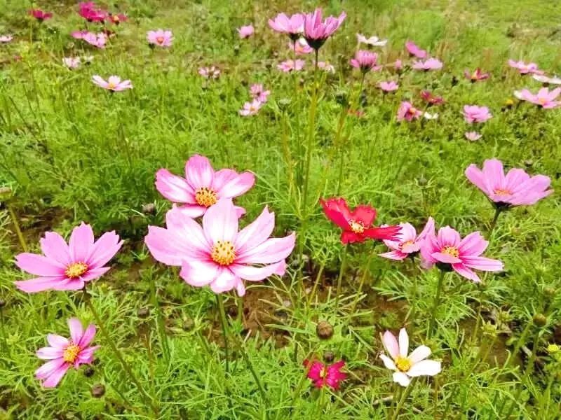 阳春三月,博罗春意正浓,百花怒放,让人赏心悦目