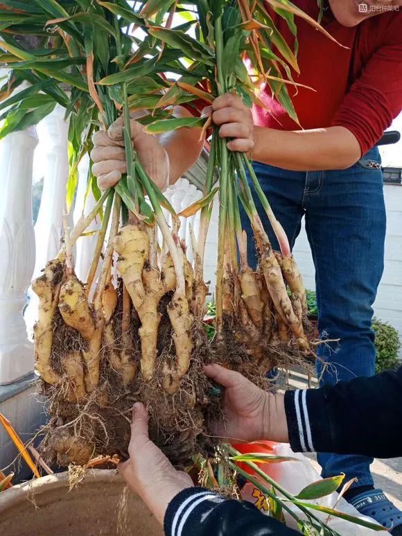 生姜切一下丢桶里7天发芽半年变成1桶姜山
