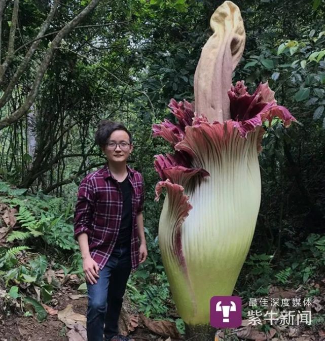 野外寻找泰坦魔芋,也叫尸香魔芋,是鬼吹灯中的传奇植物