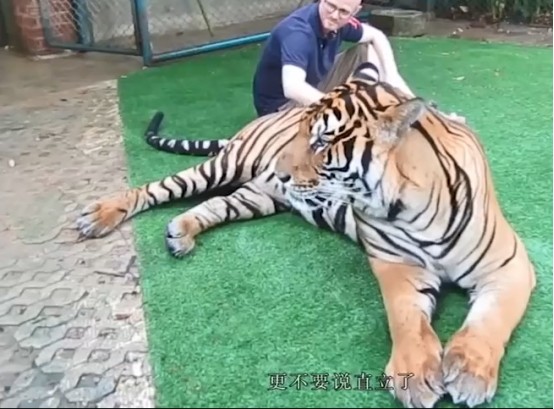 世界上最大的老虎有多大?单普通站立,就已是人类好几倍