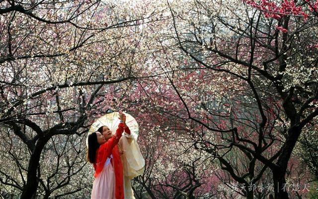 流浪太陽(yáng)終于歸來(lái)！江城賞花踏青人氣爆棚(圖1)