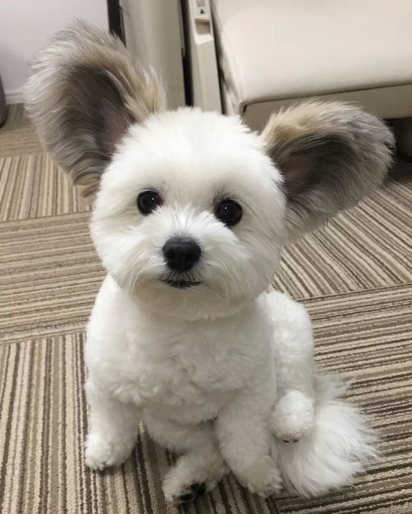 请问这只长了兔子耳朵的狗狗,你是吃可爱长大的吗?