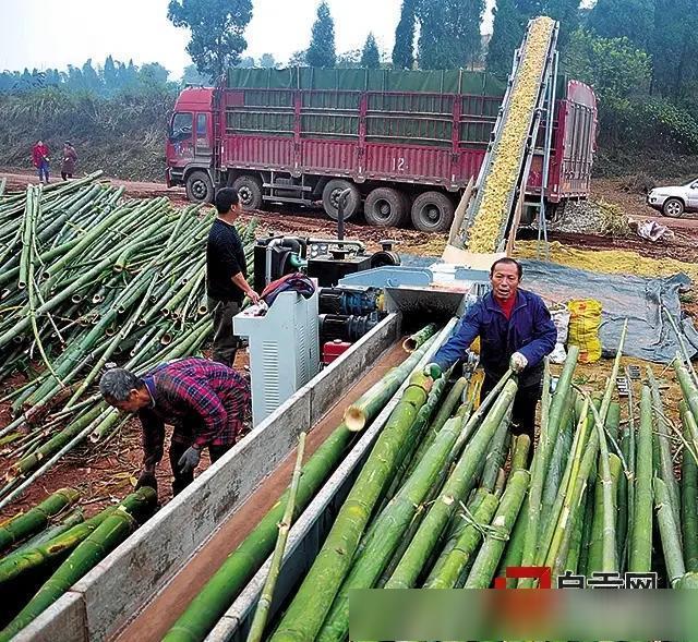 竹子的销路就得看我们具体的组织产品是怎么样的,那么用来做什么样的