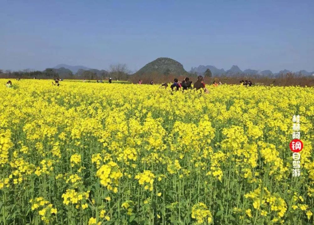 桂林市区这片网红油菜花海开了,比去年还要美!