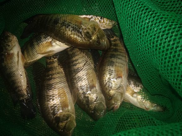 更凶猛!这些黑斑鱼一来,原本占据河道的罗非鱼