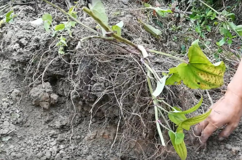 农村这种脚板薯很不好挖了,全身都长满了根须,但用来