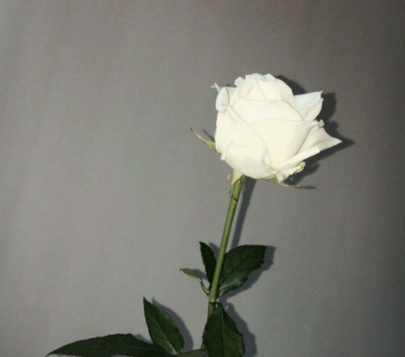 心理学:凭直接选出一朵白玫瑰,测你天生吸引人的气质