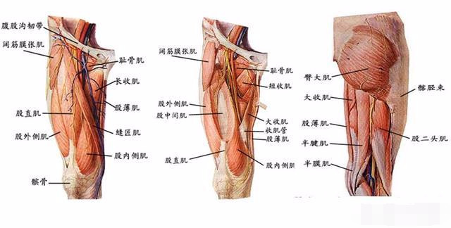 大腿根部外侧疼痛是什么原因?真正的原因也许你不知道