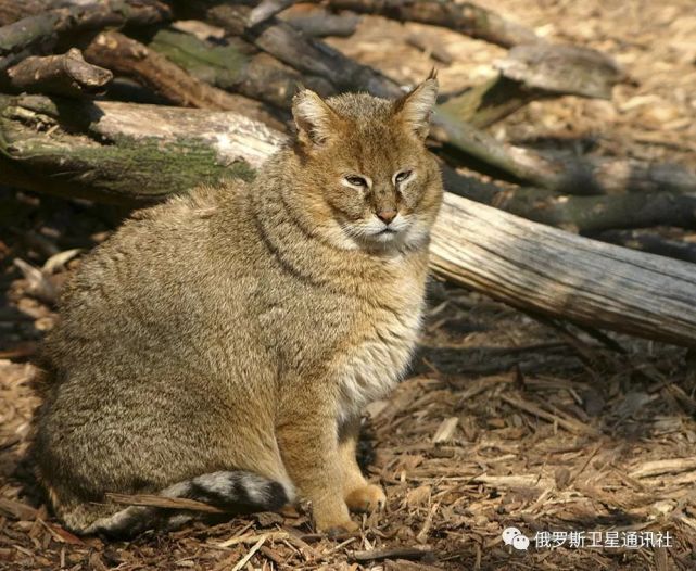 图集| 俄罗斯野生猫科动物盘点