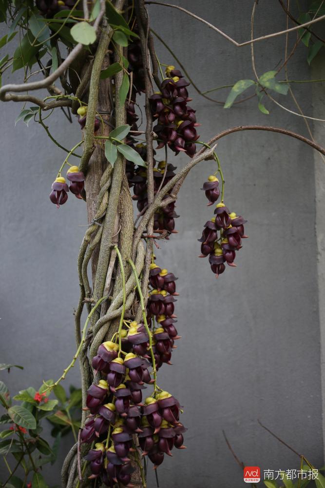紫似葡萄!华南植物园迎最佳赏花期,深紫色禾雀花首次