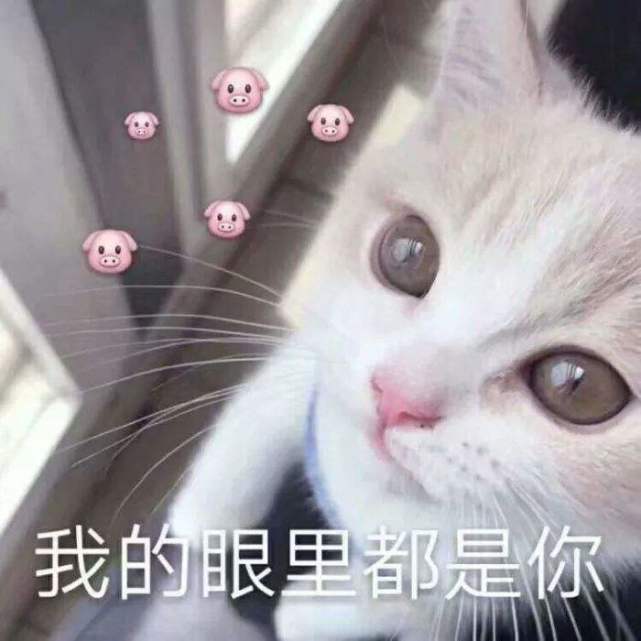 可爱猫咪表情包:我的眼里只有你!