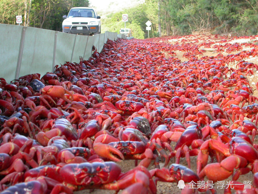 捕鲸将海水染成血红色?专家揭秘海水神秘变红真相