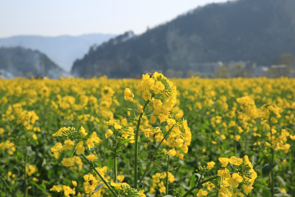 2019古蔺双沙菜花节3月9日开幕!