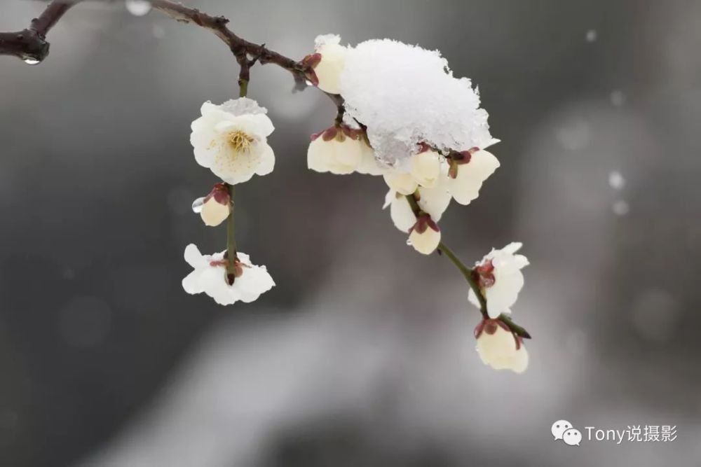 摄影技巧:如何拍摄有意境的梅花?