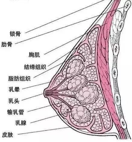保养乳房都是套路？一场乳腺按摩引发的“抢救”为女性敲响警钟！