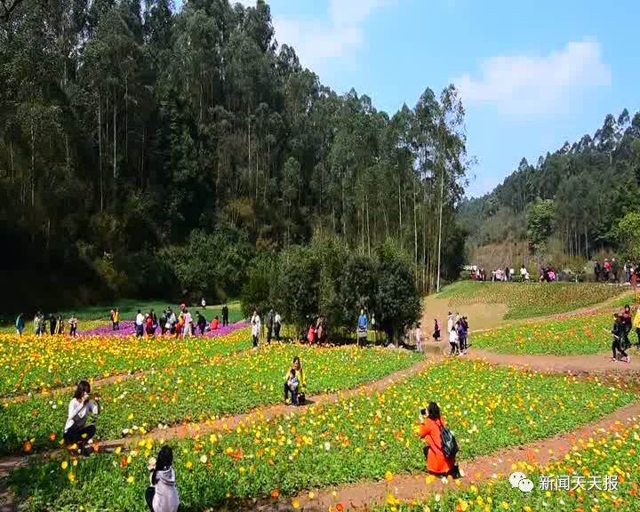 了乐山城 阳光明媚的好天气 吸引了很多市民出门踏青 嘉州绿心公园 成