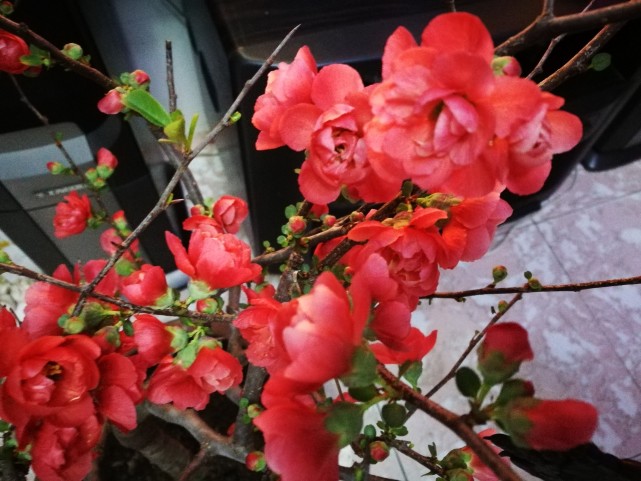 去年养的长寿冠海棠谢花后一直到现在都没长叶子是
