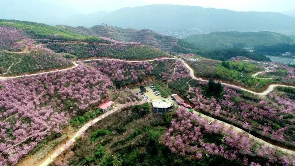 但很少有外地游客知道在三明清流县,也有一片极为梦幻的樱花海