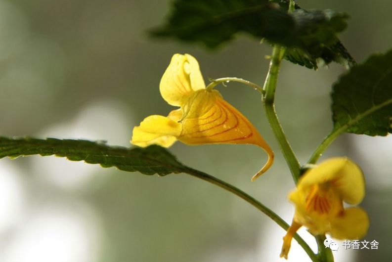 龙虾花图片 湖南惊现一亿年花朵诞生恐龙时代