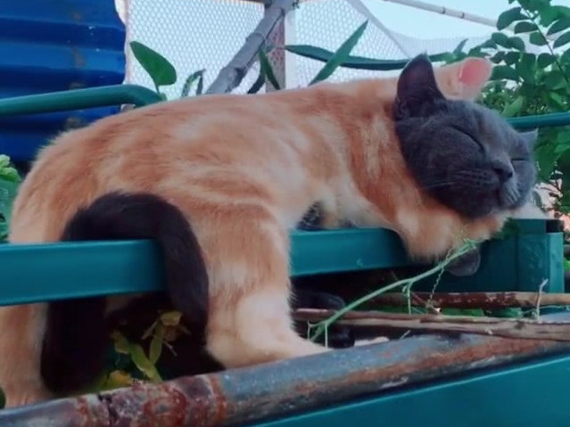 橘猫和蓝猫感情甚好,睡觉都不忘秀恩爱,铲屎官吃猫粮