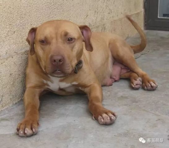 世界十大猛犬排名_世界十大猛犬图片(2)