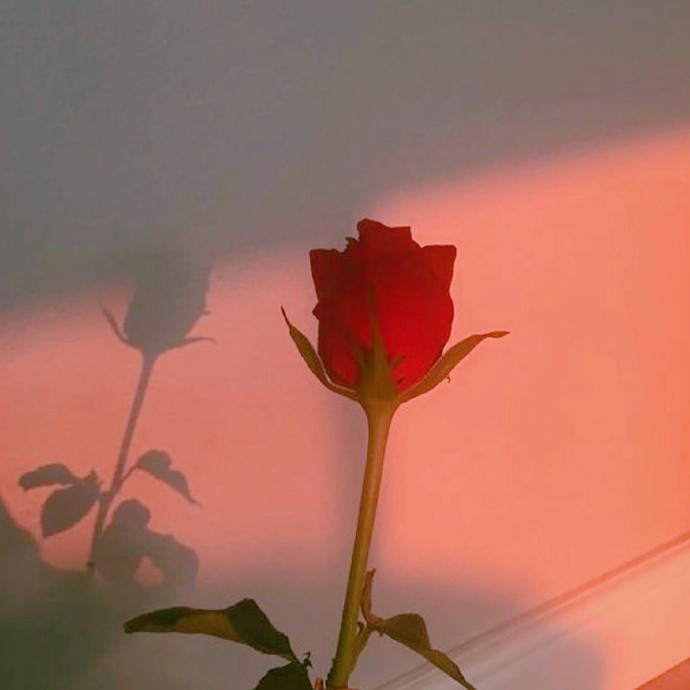 首先的就是这样的超级美丽的玫瑰花啦~昏黄午后的美丽呢