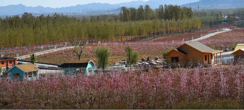 每年4月份是亚滦湾桃花盛开的季节,我们将在这里举