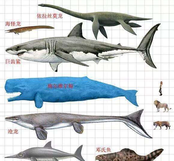 抹香鲸,虎鲸,巨齿鲨