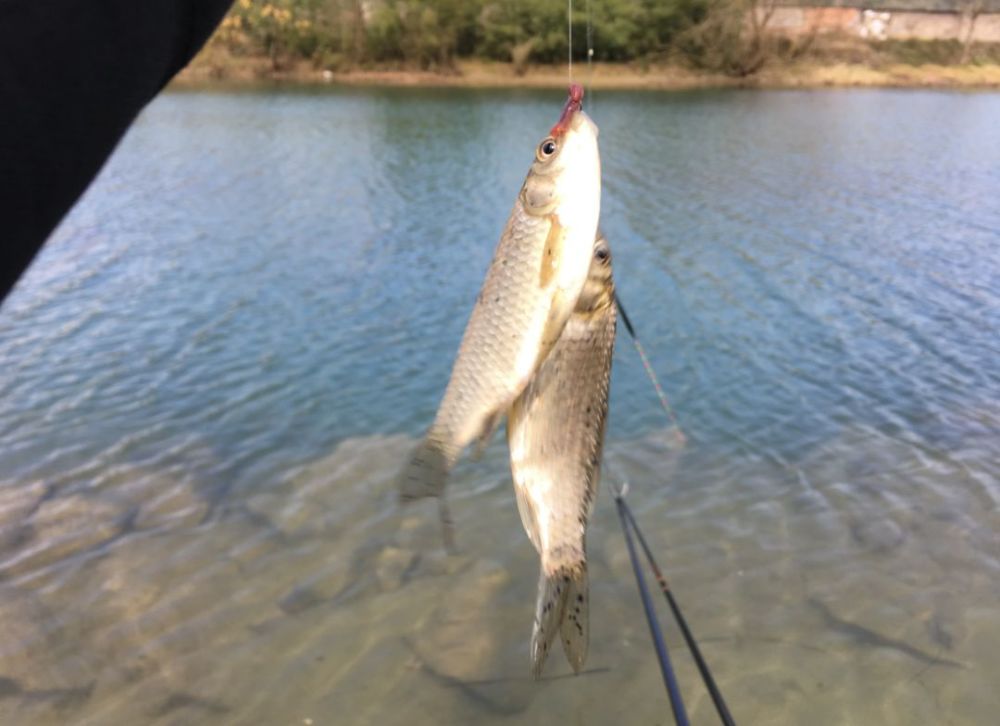 劝君不吃三月鲫图片