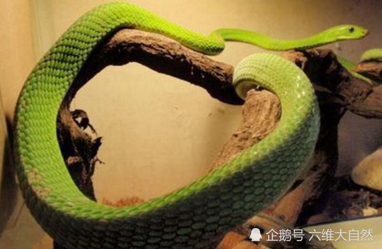 曼巴蛇中成员,黑曼巴蛇的近亲,绿曼巴蛇杀伤力也不可