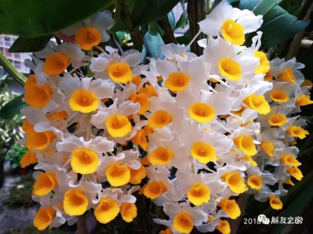 扭瓣石斛▲美花石斛▲玫瑰石斛▲龙石斛▲流苏石斛▲喇叭唇石斛▲聚