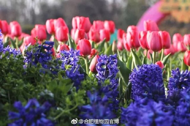 via:合肥植物园官博友情提示:郁金香的正确欣赏方式是远观哦,一片一片