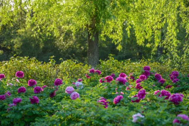 地址:合肥市包河区烟墩镇境内 牡丹花. peonies 三国遗址公园