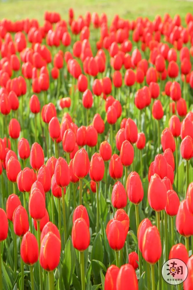 人间花园!100万 株郁金香花海,美爆成都人的票圈