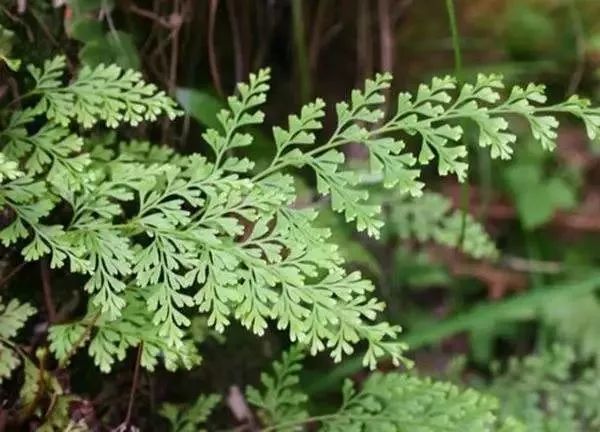 这种三乡田边常见的野草,竟然是"万能解毒药"?